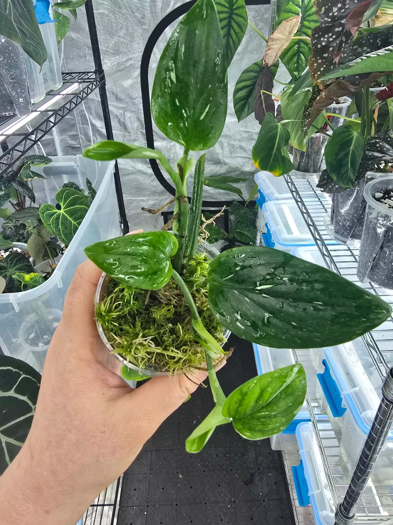 plant/Monstera Standleyana Albo-0