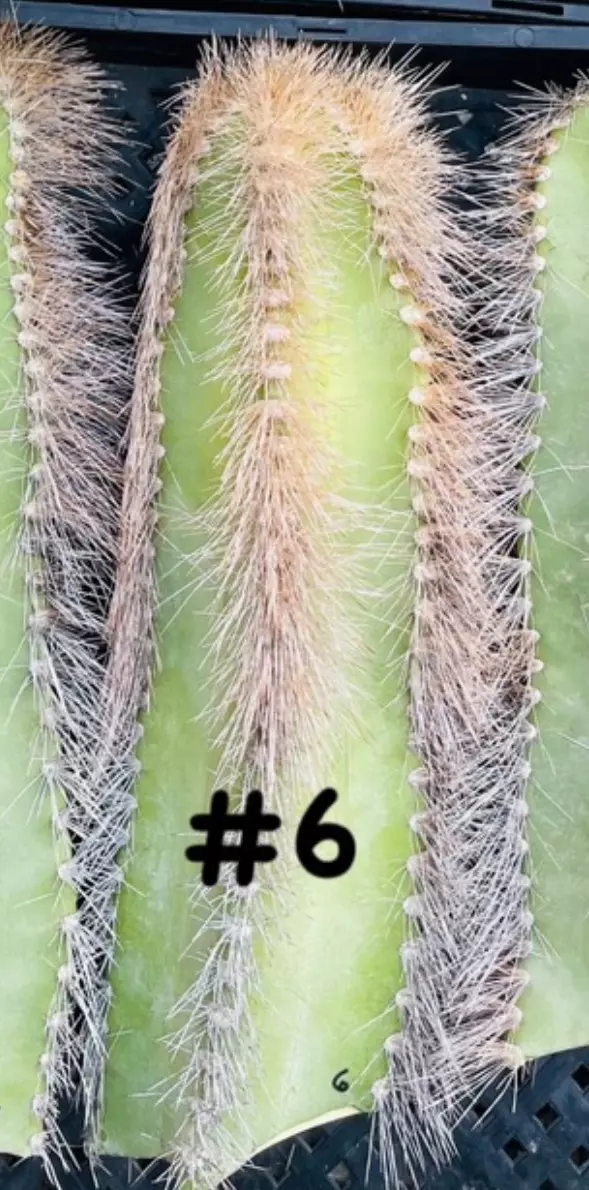 plant/Nadii’s Order-0