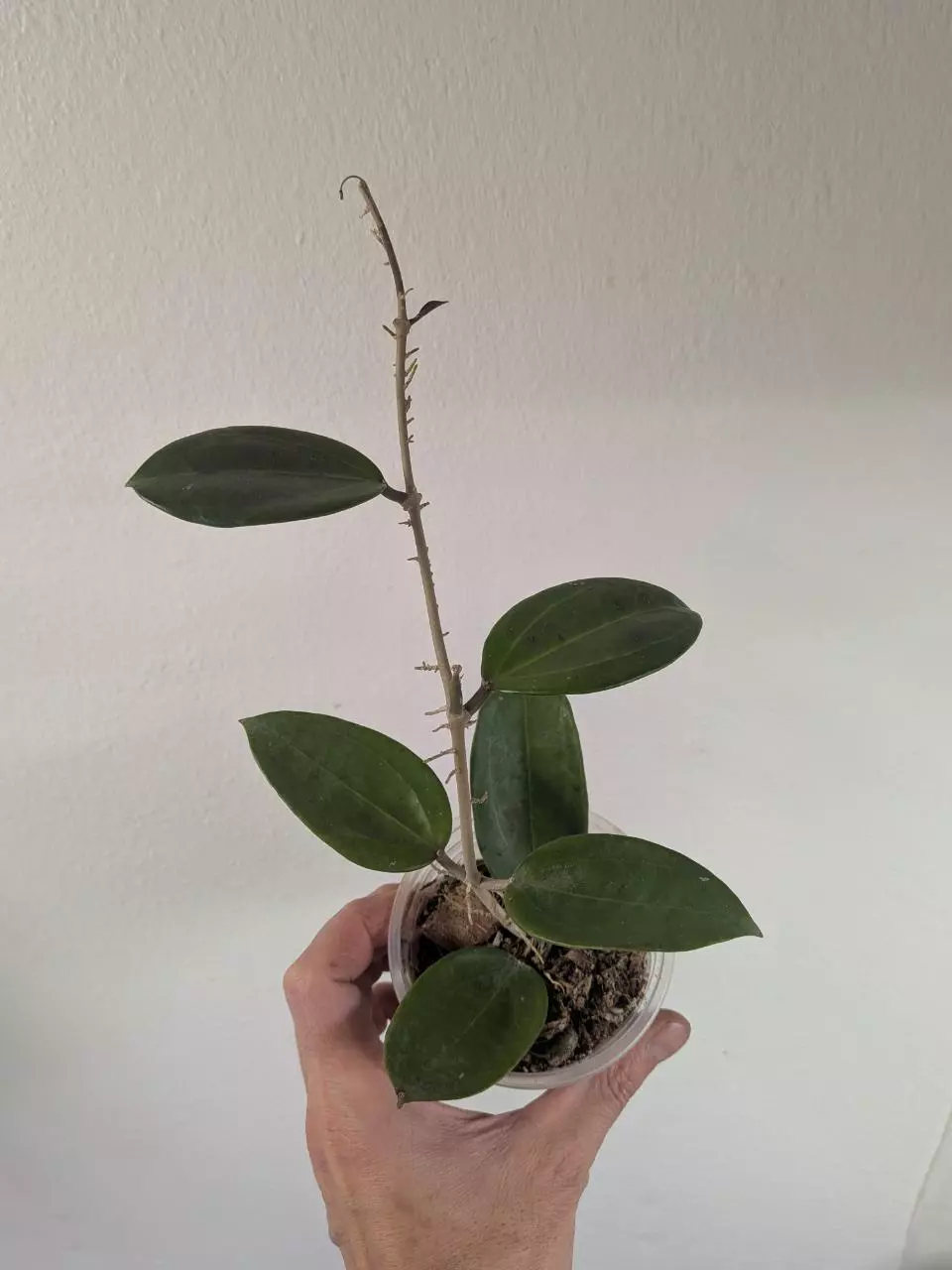 plant/Hoya sp001-0