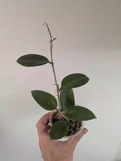 plant/Hoya sp001-0-thumbnail