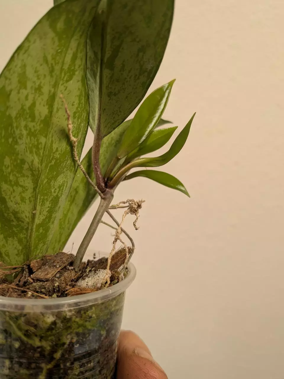 plant/Hoya pubicalyx pink silver ghost 👻 🩷-3