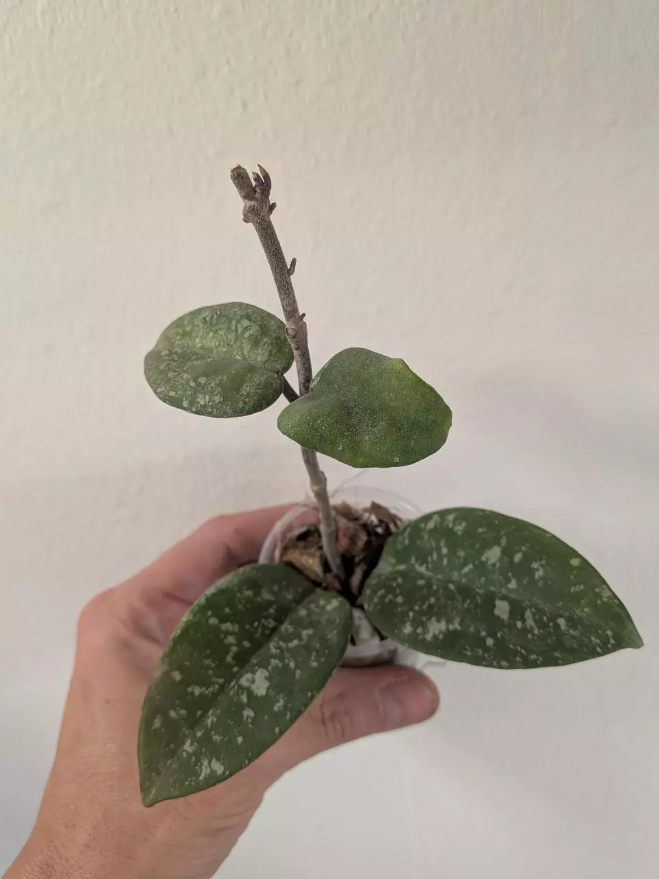 plant/Hoya AH mulan splash-0