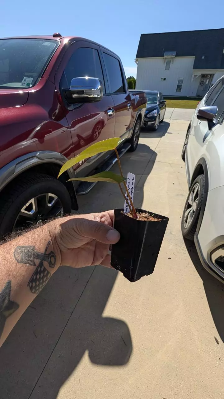 plant/Tim Anderson crystal mag x Tim's black) x open-2