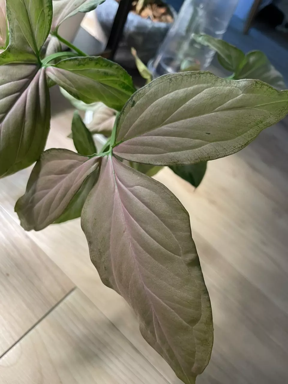 plant/Syngonium Pink Perfection-0