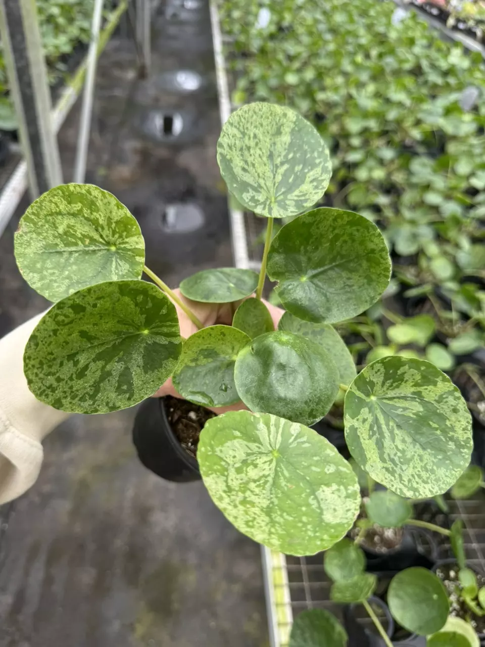 plant/Pilea mojito 4” pot growers choice-0