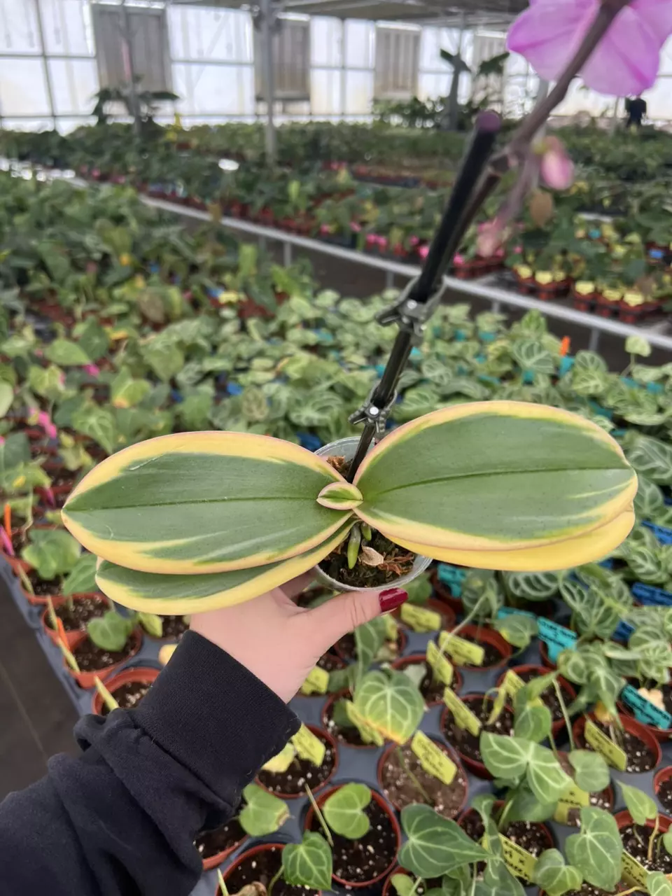 plant/Variegated phalaenopsis orchid 3” pot growers choice-1