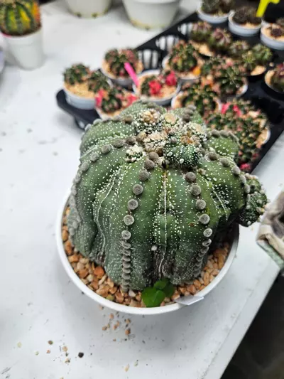 plant/Astrophytum asterias ooibo fukuryu with pups - Peemai Nursery-2-thumbnail