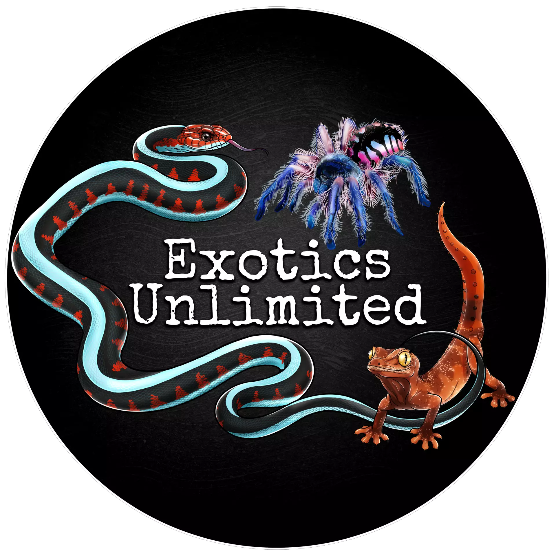 plant/Sericopelma sp. 'El Copé' Tarantula 1-1.5"-0