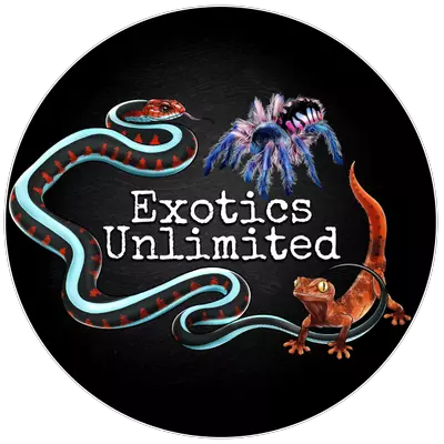 plant/Sericopelma sp. 'El Copé' Tarantula 1-1.5"-0-thumbnail