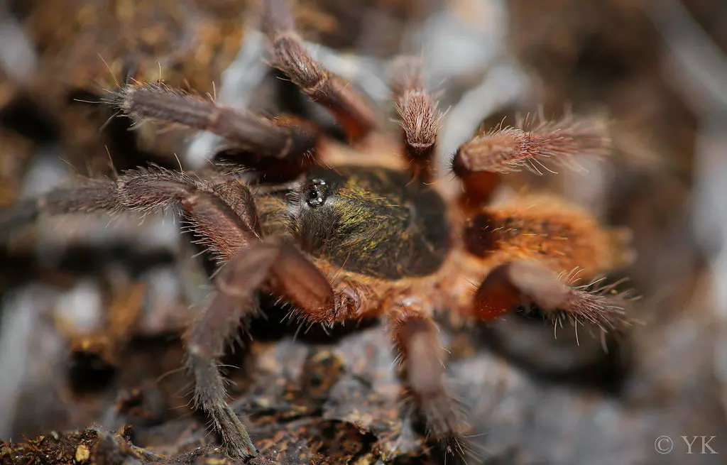 plant/Euthycaelus colonica (Golden Burst Tarantula) 0.25-0.5"-0