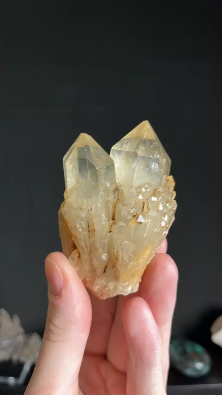 plant/#2 Congo Citrine-1