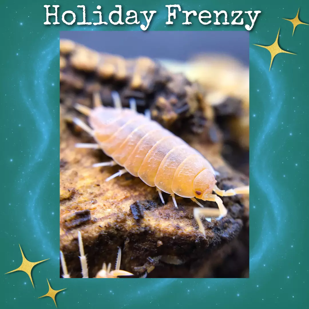 plant/Powder Orange Isopods (Porcellionoides pruinosus)-0