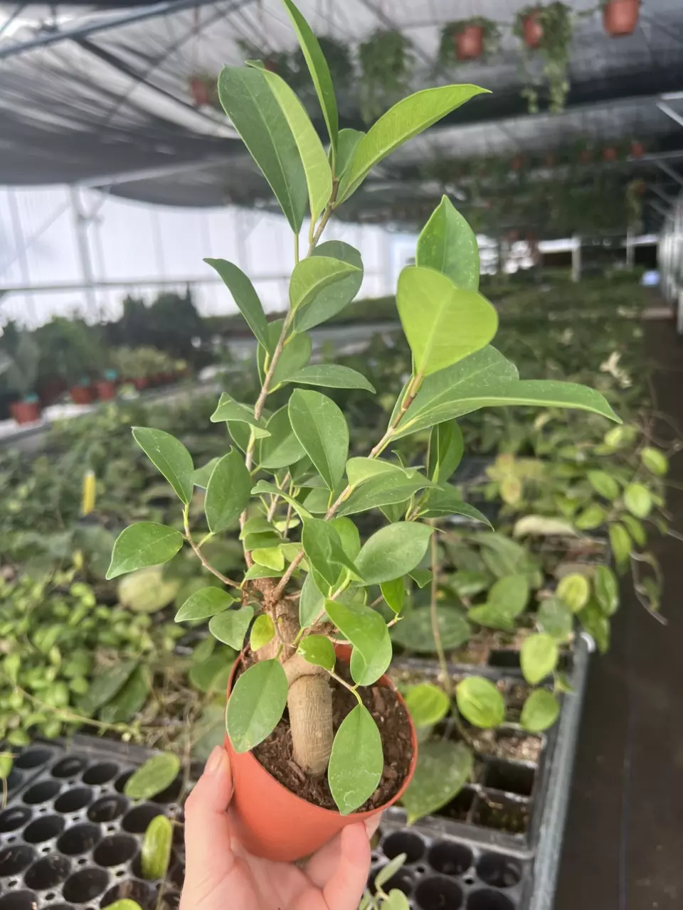plant/Ficus Ginseng 4” pot Growers Choice-6