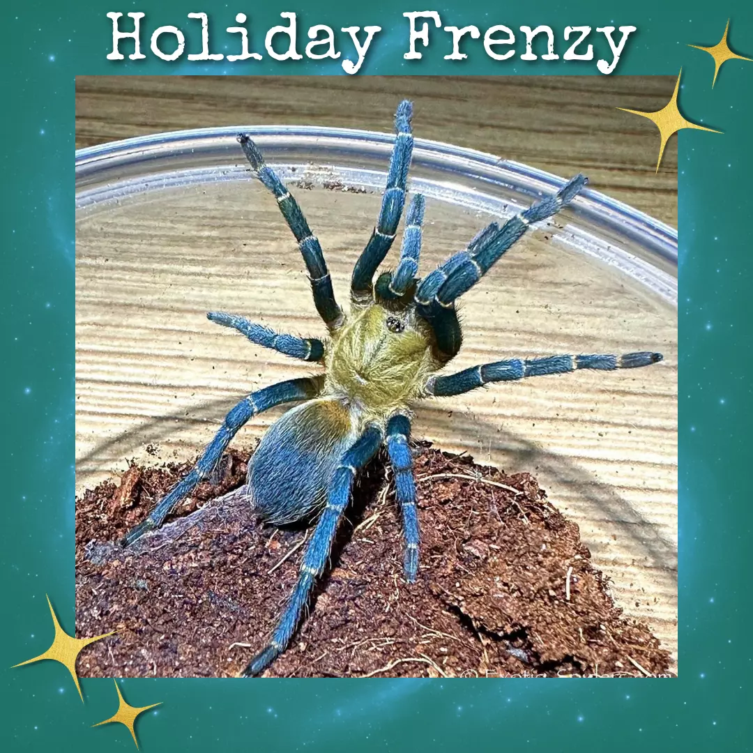 plant/Cyclosternum sp 'Aureum' (Blue Lightning Tarantula) 0.25-0.5"-0