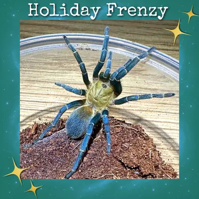 plant/Cyclosternum sp 'Aureum' (Blue Lightning Tarantula) 0.25-0.5"-0-thumbnail