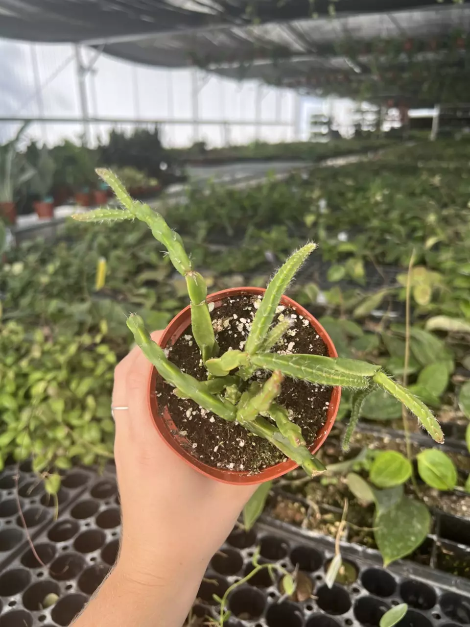 plant/Rhipsalis Sulcata 4” pot Growers Choice-6