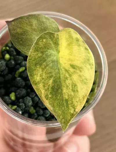 plant/alocasia wentii aurea variegated-0-thumbnail