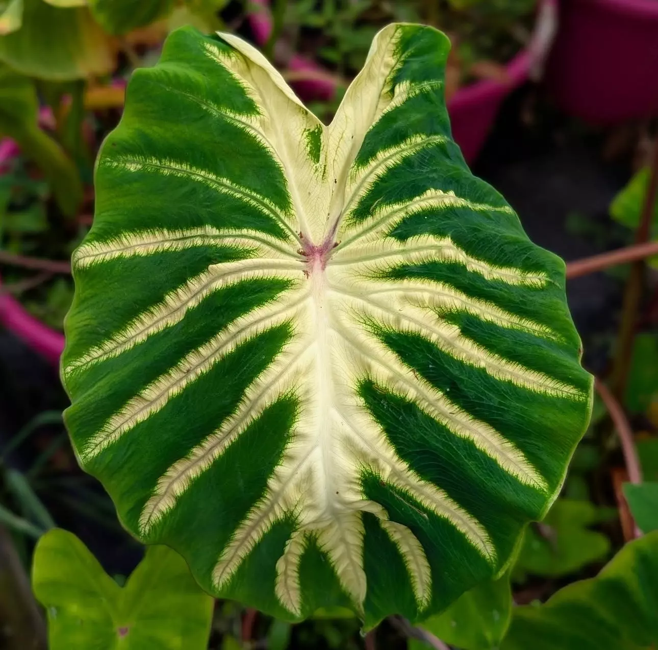 plant/Colocasia pharaohs dream starter plant growers choice-0