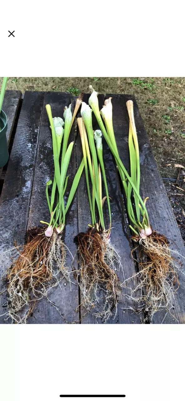 plant/S. leucophyllia ‘Hurricane Creek White A x B - Wang-3
