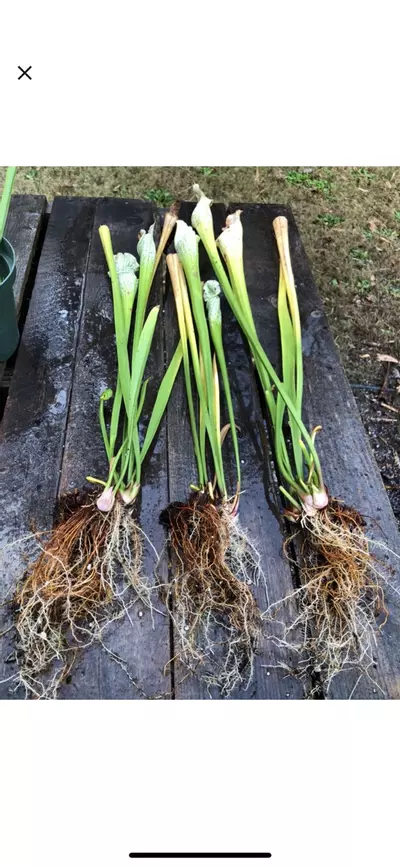 plant/S. leucophyllia ‘Hurricane Creek White A x B - Wang-3-thumbnail