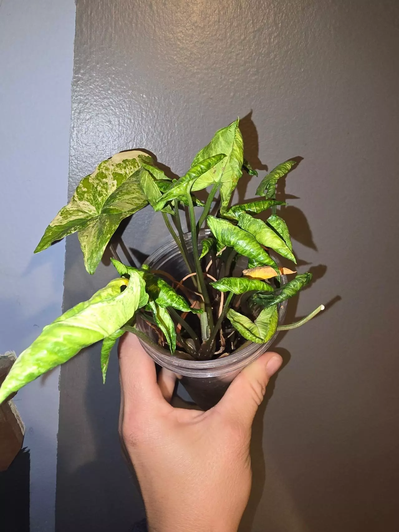 plant/Syngonium godzilla-0