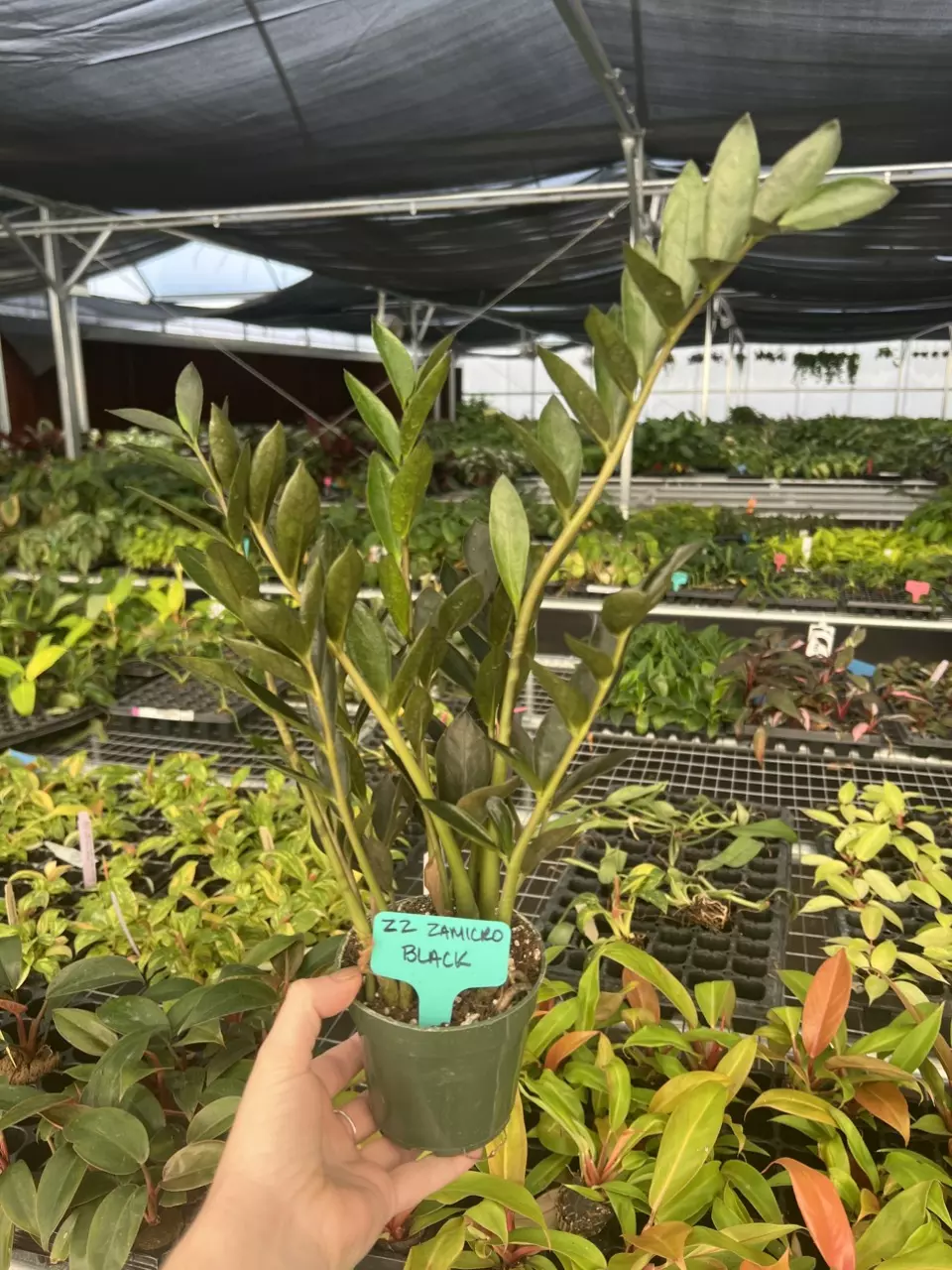 plant/ZZ Zamicro Black 4” pot Growers Choice-6