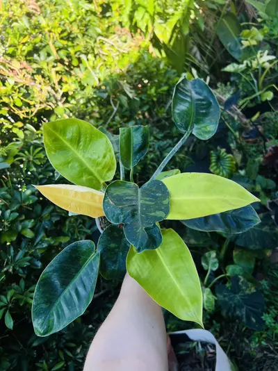 plant/Philodendron Green Congo Nuclear (large)-0-thumbnail