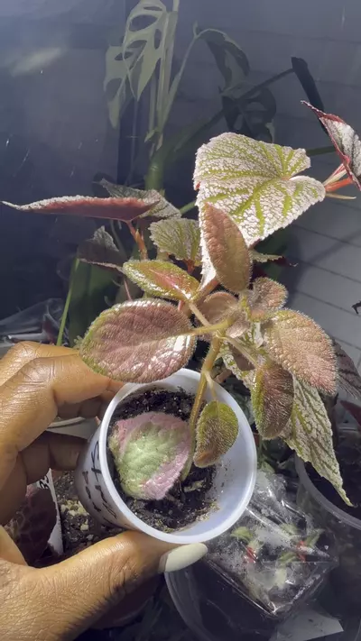 plant/Episcia Strawberry Patch-0-thumbnail