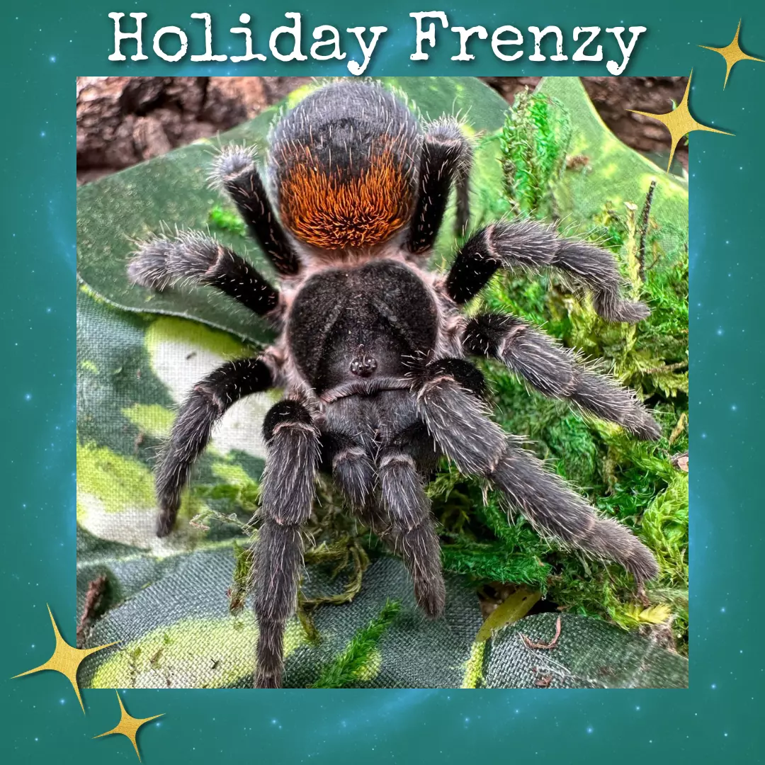 plant/Homoeomma chilense (ex chilensis)(Euathlus sp. red) (Chilean Dwarf Flame Tarantula) about 3/4"-0