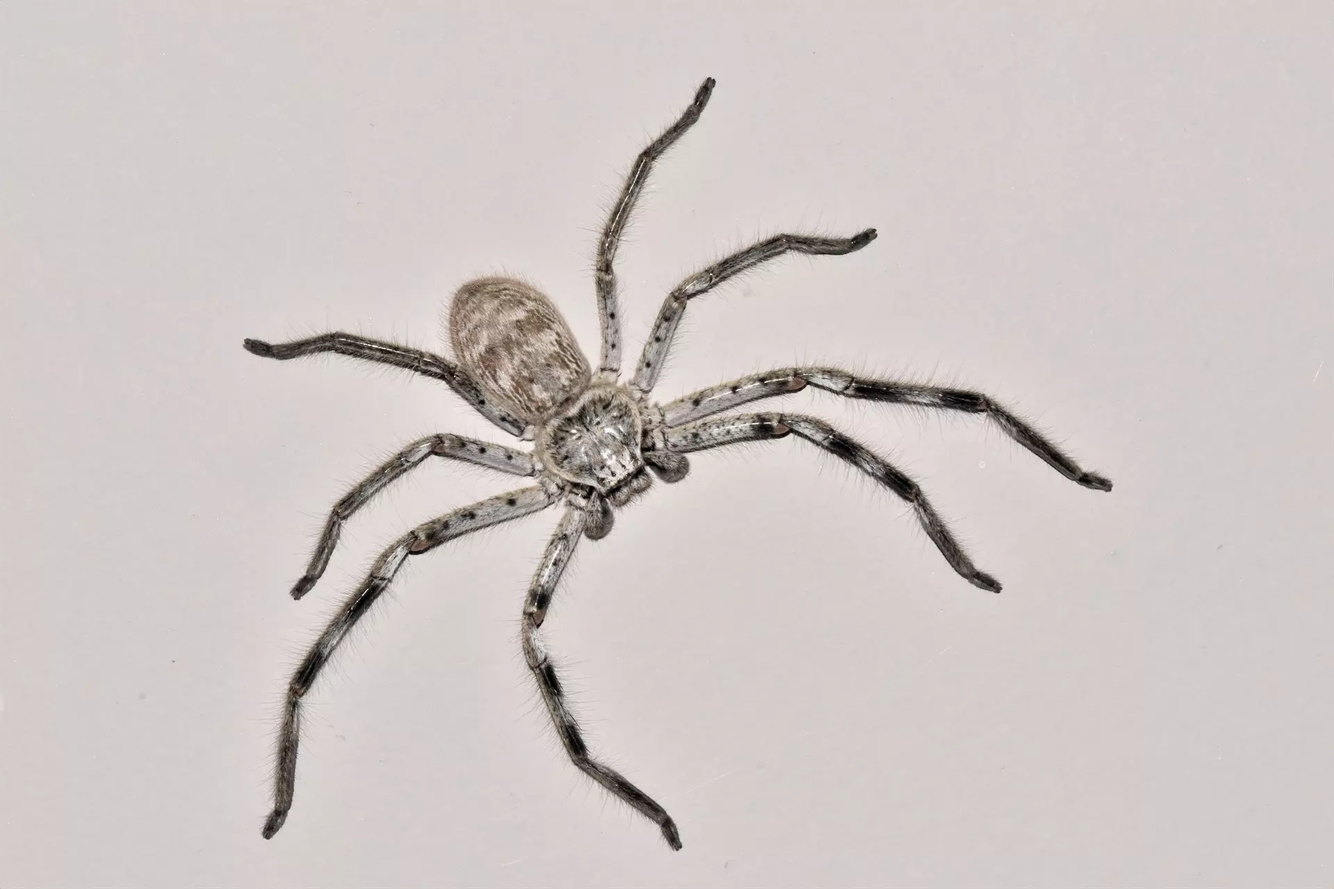 plant/Holconia murrayensis (Murray Huntsman Spider) 0.5–0.75"-0