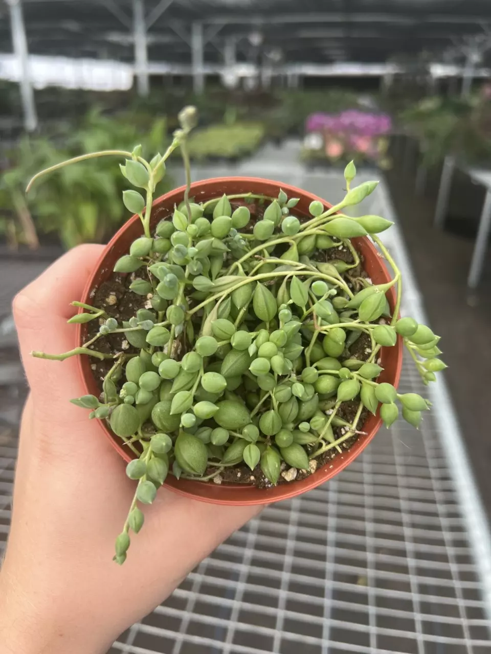 plant/String Of Teardrops 4” pot Growers Choice-0