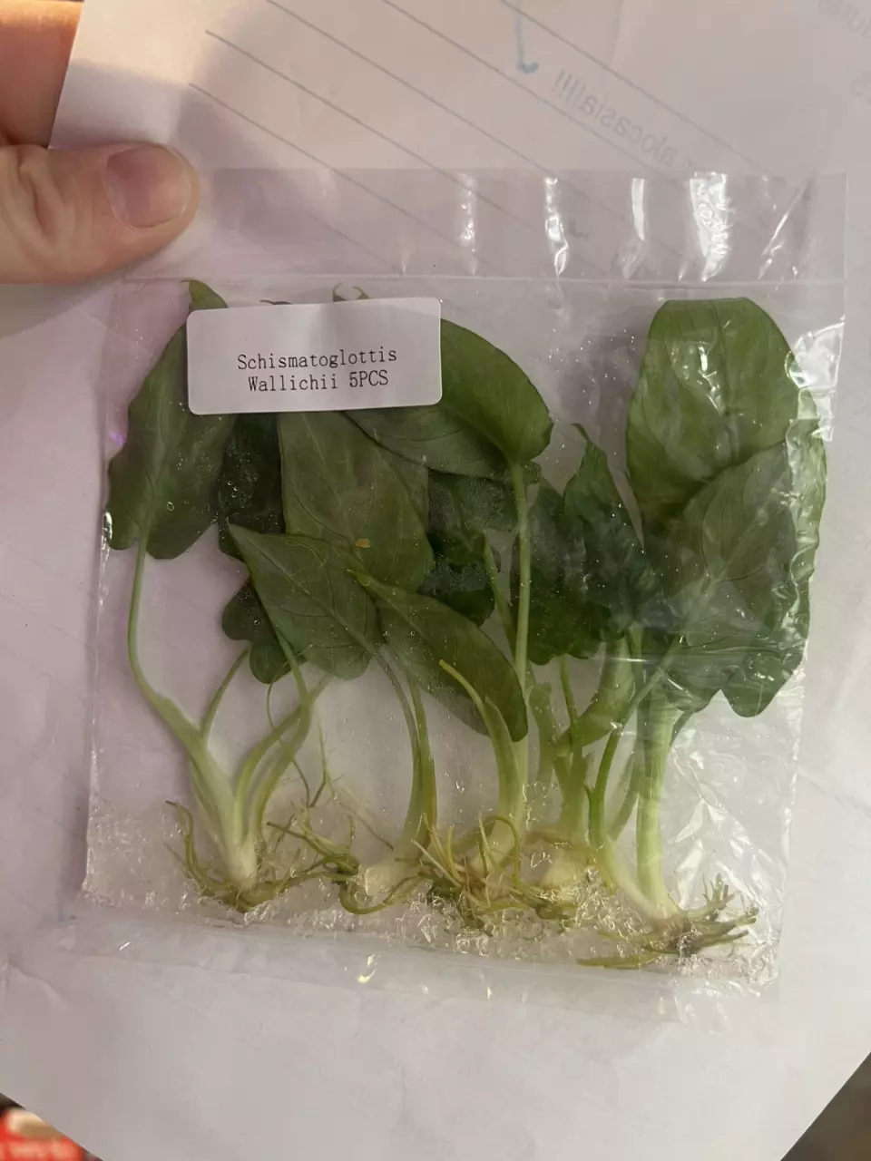 plant/schismatoglottis wallichii-0