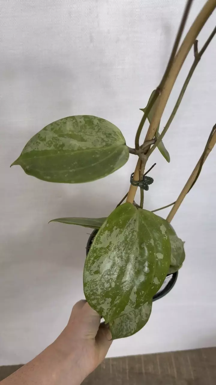 plant/PL1192: Imperfect Latifolia Snow Queen + FREE Var. Pachyclada-0