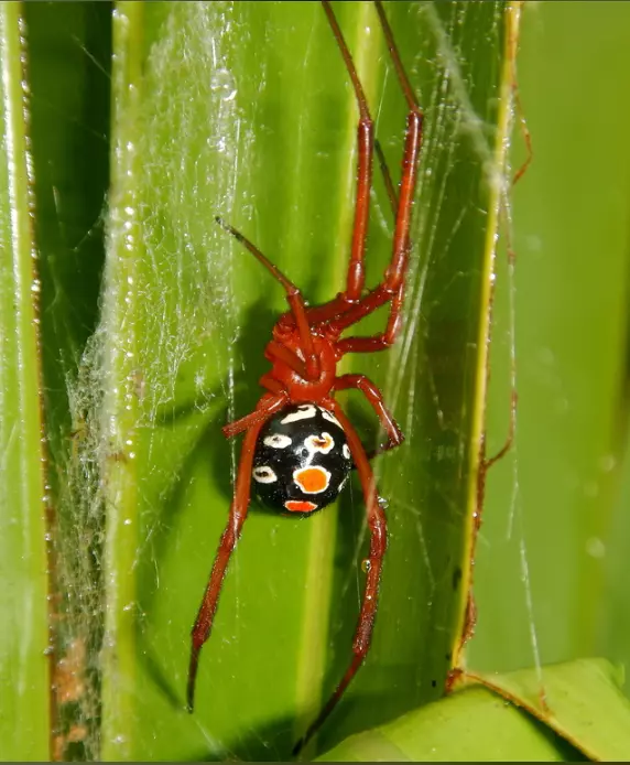 plant/Lactrodectus bishopi (Red Widow Spider) 0.5-1"-0