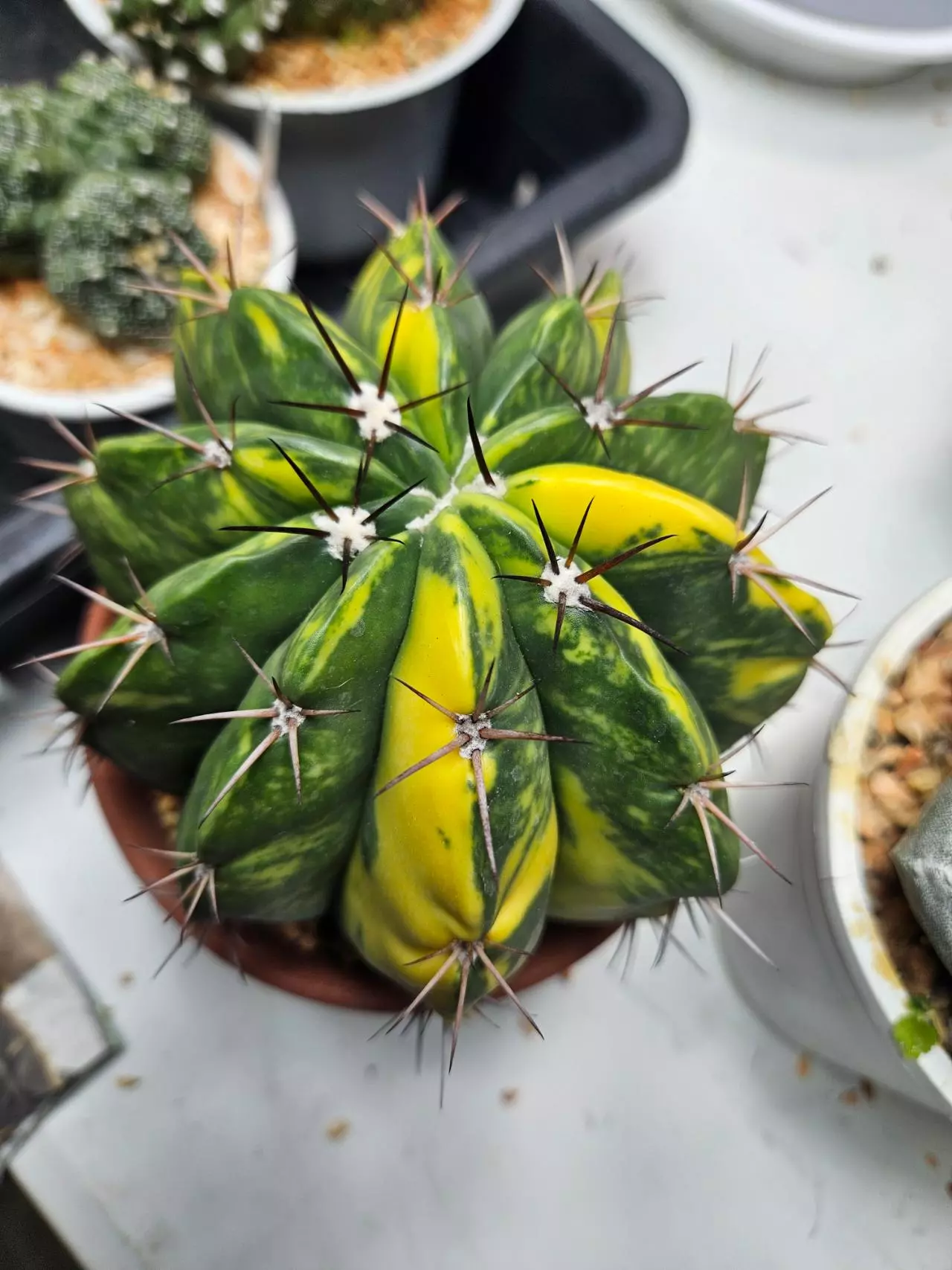 plant/Melocactus Variegated-0