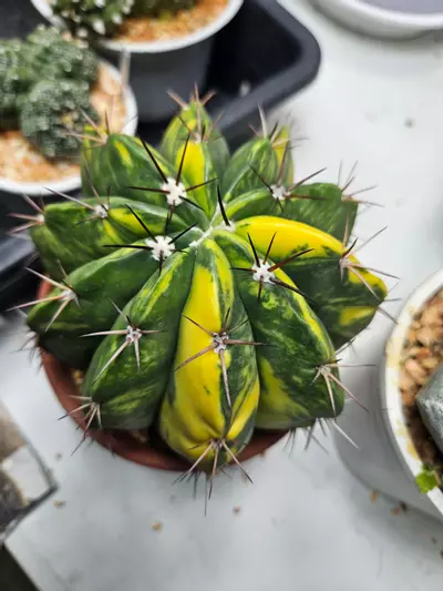 plant/Melocactus Variegated-0-thumbnail