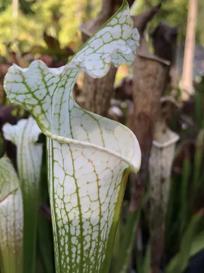 plant/S. leucophyllia ‘Hurricane Creek White A x B - Wang-2-thumbnail