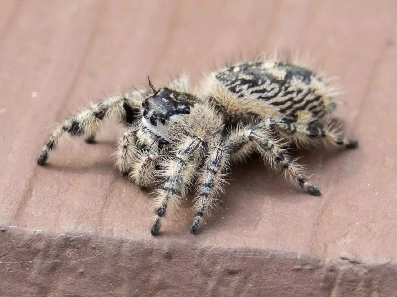plant/Canopy jumping spider sling 2i (Phidippus otiosus)-0
