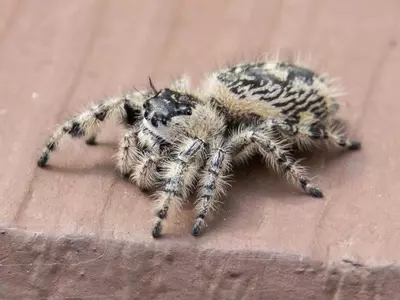 plant/Canopy jumping spider sling 2i (Phidippus otiosus)-0-thumbnail