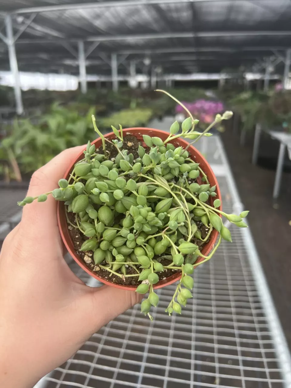 plant/String Of Teardrops 4” pot Growers Choice-6