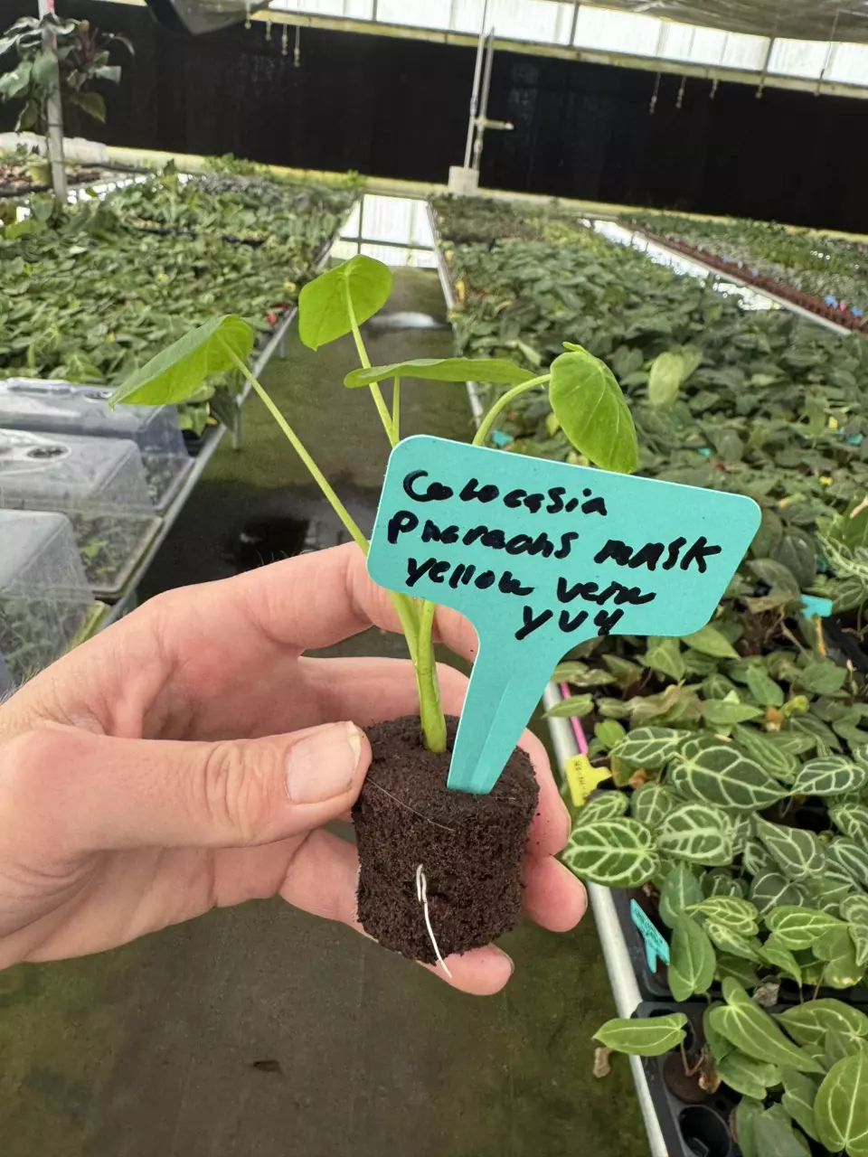 plant/Yellow vein colocasia pharaohs mask starter plant growers choice-7