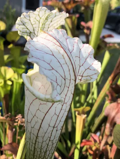 plant/S. leucophyllia ‘Hurricane Creek White A x B - Wang-1-thumbnail