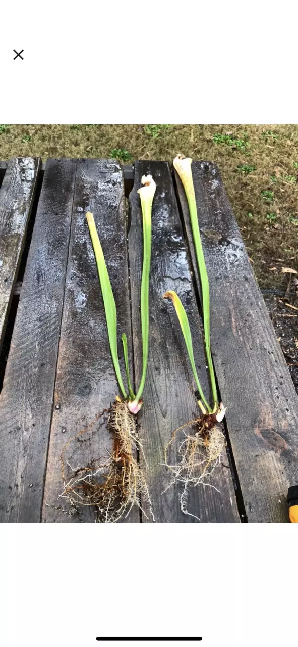 plant/S. leucophyllia ‘Hurricane Creek White A x B - Wang-3