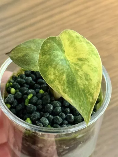 plant/alocasia wentii aurea variegated-4-thumbnail