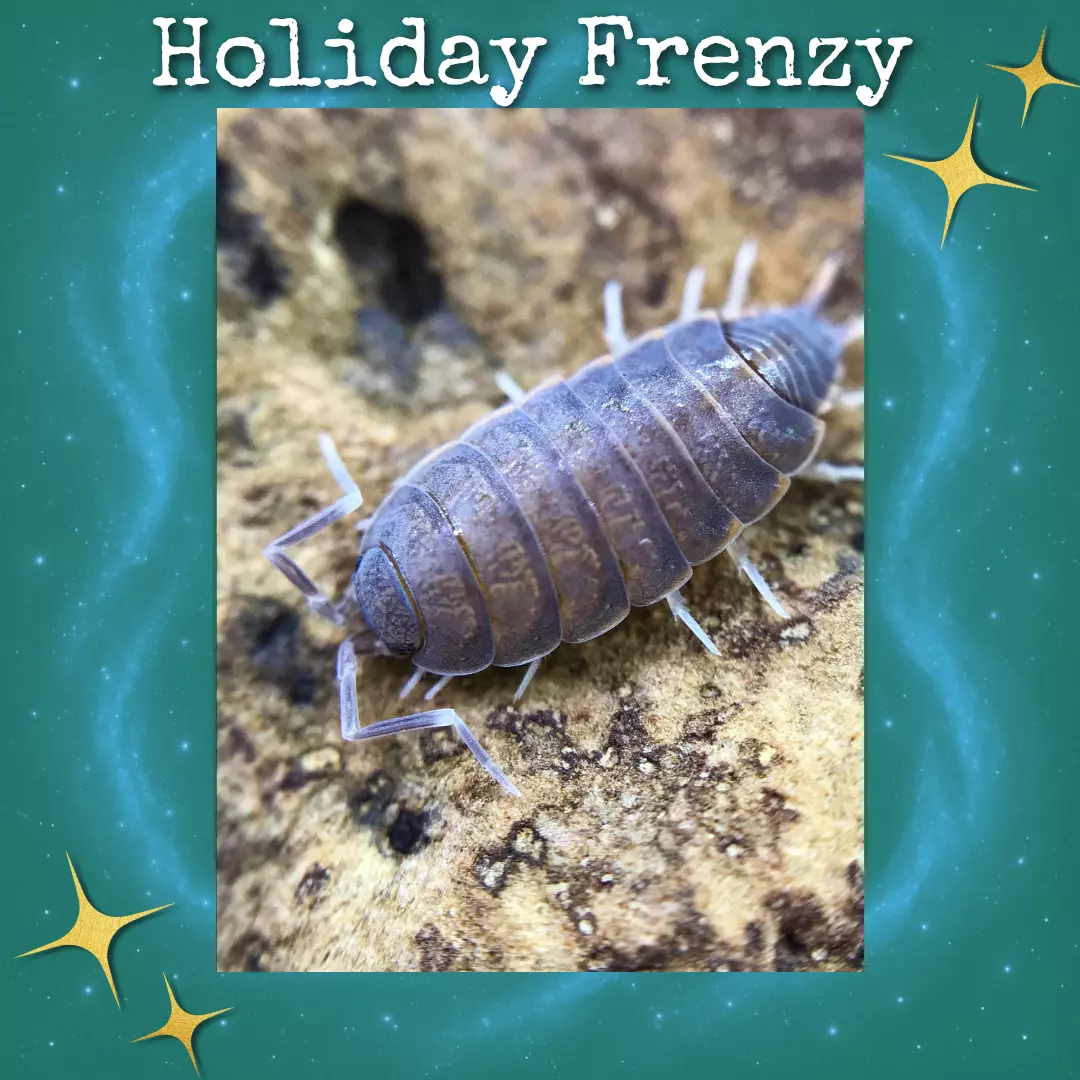 plant/Powder Blue Isopods (Porcellionoides pruinosus)-0
