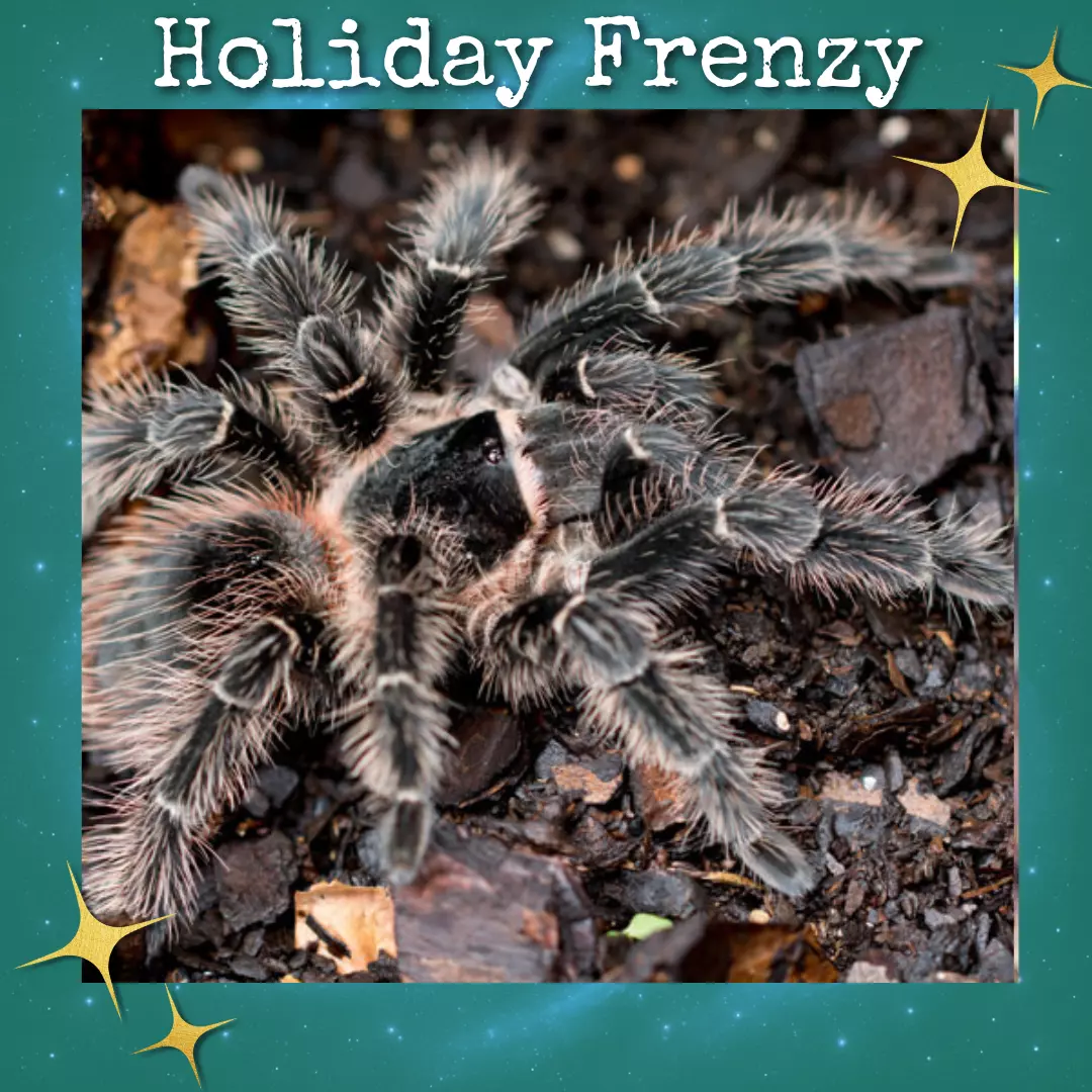 plant/Lasiodora parahybana (Salmon Pink Bird Eater Tarantula) 0.5"-0