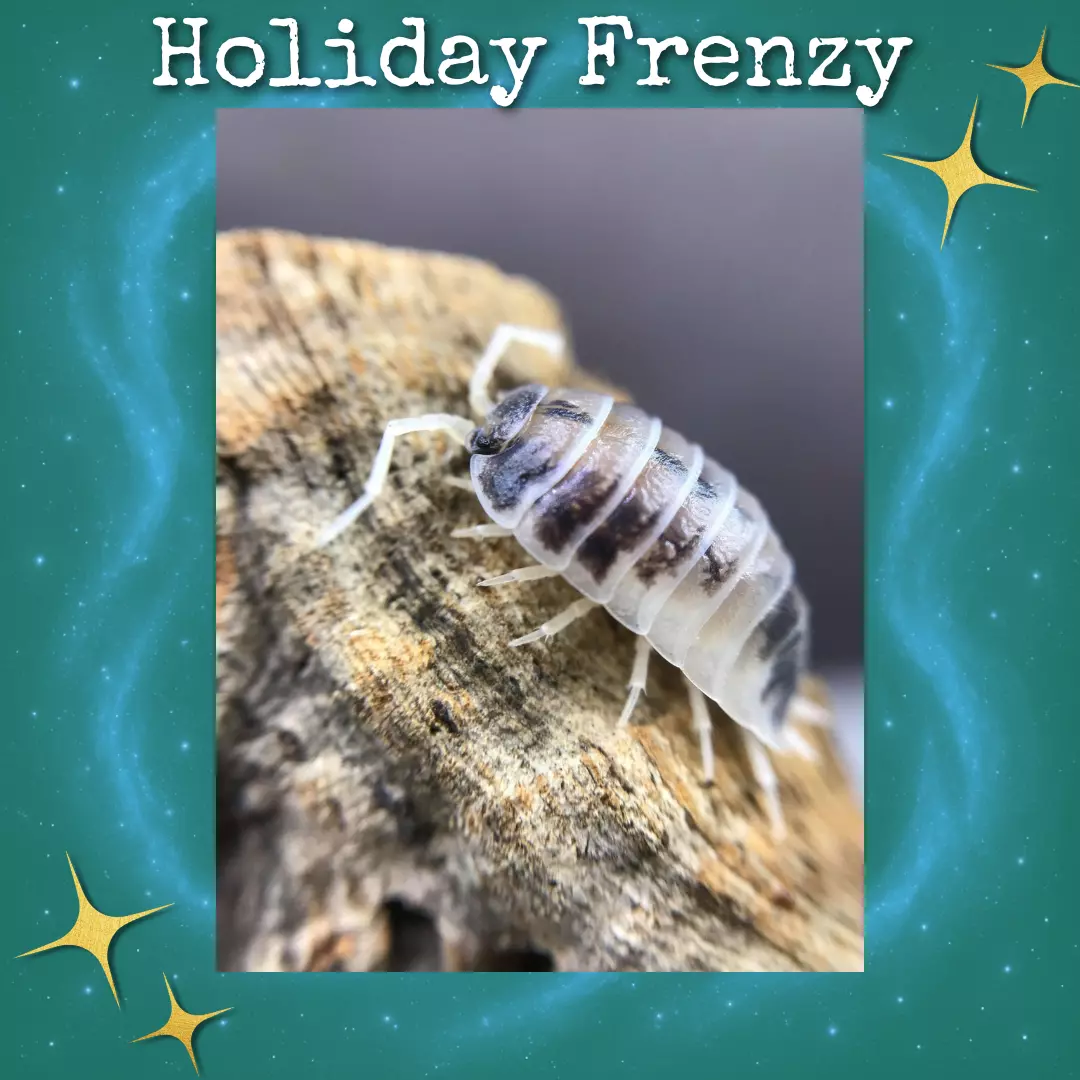 plant/Porcellio Laevis "Dairy Cow"-0