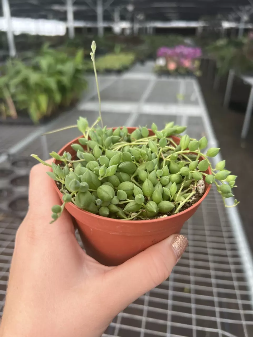 plant/String Of Teardrops 4” pot Growers Choice-1