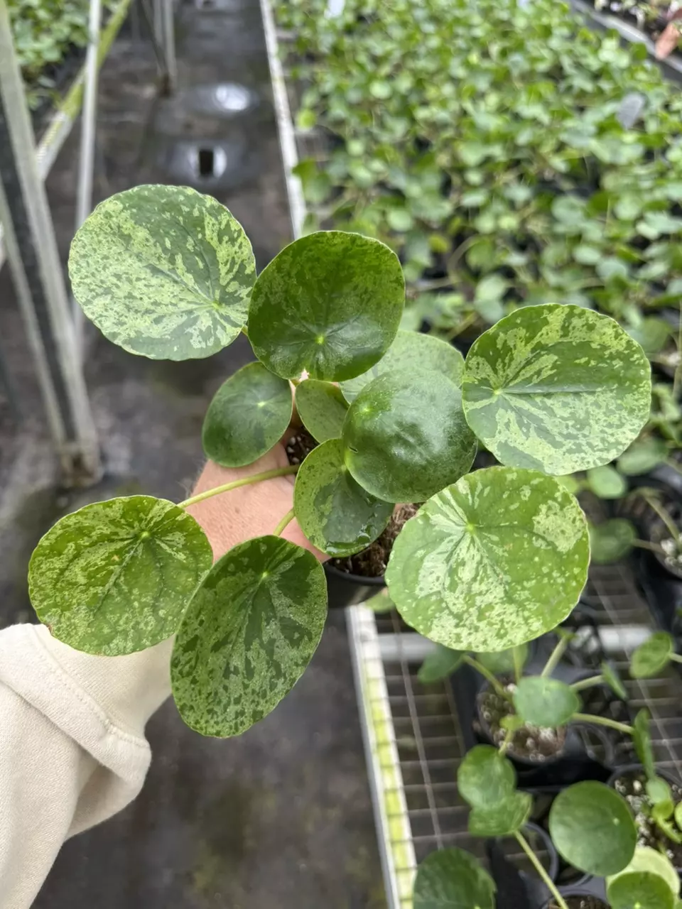plant/Pilea mojito 4” pot growers choice-1