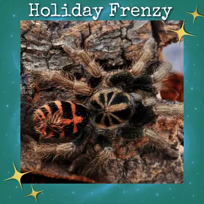 plant/Davus sp. 'Chiapas' (Dwarf Crowned Tiger Tarantula) 0.33-0.5" *VERY RARE*-0-thumbnail